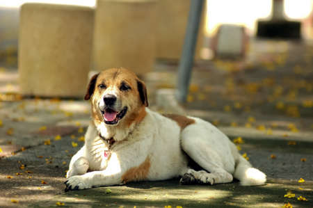 white dog smile and happyの写真素材