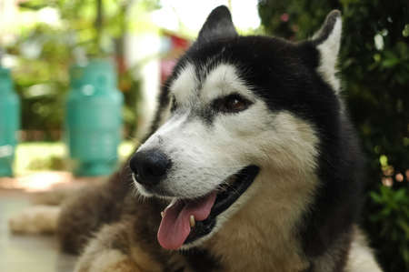 Smile and happy Siberian Husky dogの写真素材