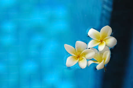 White frangipani plumeria flowers floating on blue water in aroma therapy spaの写真素材