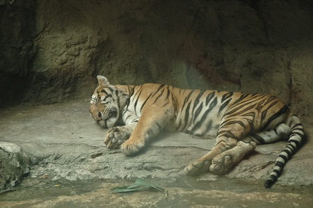 Giant orange stripes tiger sleeping and lying downの写真素材