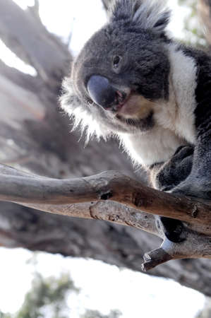 Curious koala on a gum tree branch in Australiaの写真素材