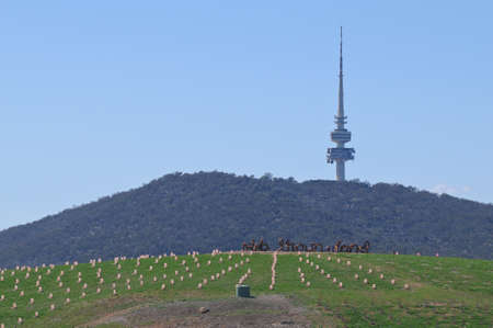 high rise communication tower up in the greeny hill in Canberraのeditorial素材