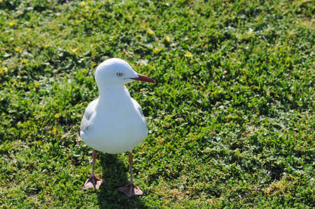 White seagull in the parkの写真素材