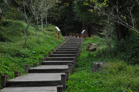Upward staircases with green leafy forest in Taiwan