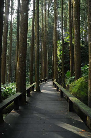 Wooden walkway climbing steps in deep forestの写真素材