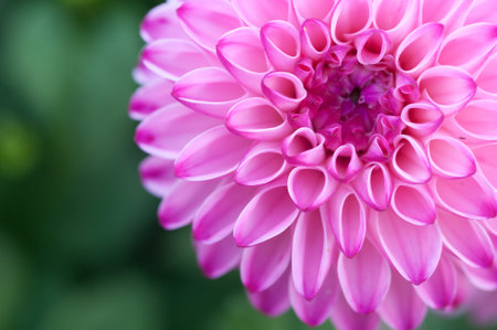 Pink big chrysanthemum flower bloomingの写真素材