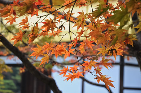 Red and orange maple leaves at Kyoto temple in Autumnの写真素材