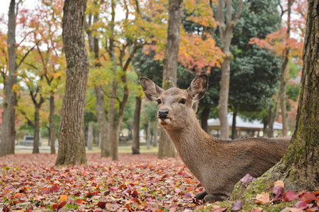 Holy Japanese deer in Nara national park in Autumnの写真素材