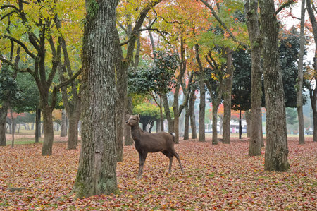 Holy Japanese deer in Nara national parkの写真素材