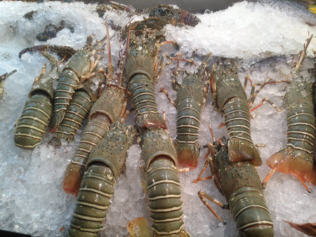 Giant green grey lobsters on ice bedの写真素材