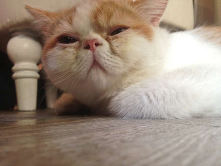 Sleepy exotic cat just wake upの写真素材