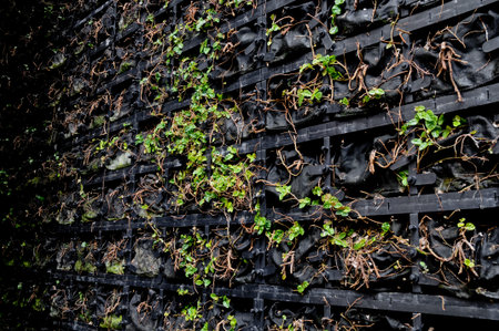 Growing small plants in plastic wall pots
