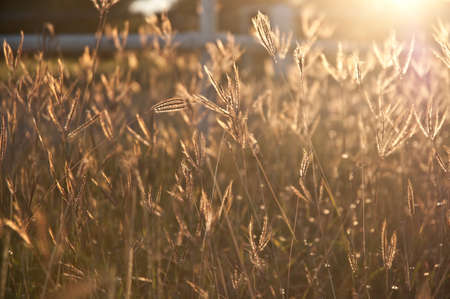 Sunny bright rice field in late afternoonの写真素材