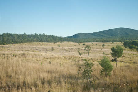 Dry savanna field in Outback Australiaの写真素材