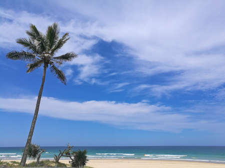 Sunny beach with palm coconut tree in Gold Coast Australiaの写真素材
