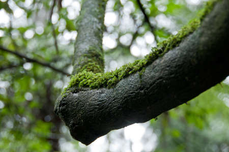 Mossy lichen on black humid tree trunk in forestの写真素材