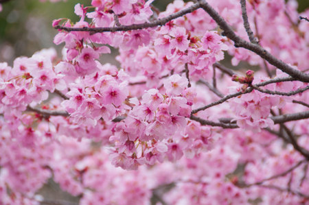 Beautiful full bloom pink cherry blossom sakura flowers