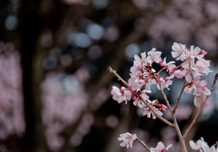 Beautiful full bloom pink cherry blossom sakura flowersの写真素材