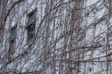 Busy overcrossing climbing plant on white concrete wallの写真素材
