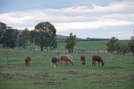Brown and grey fluffy cute wild Alpaca walk and eat green grass in country lush fieldの写真素材