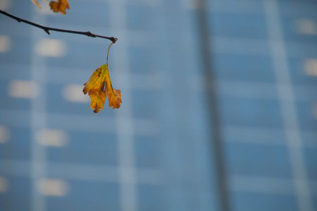 Dried red yellow maple leaves with blurred backgroud of office buildings