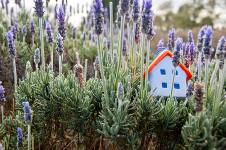 Small soft miniature toy house placed on lavender branch in farm in Franceの写真素材