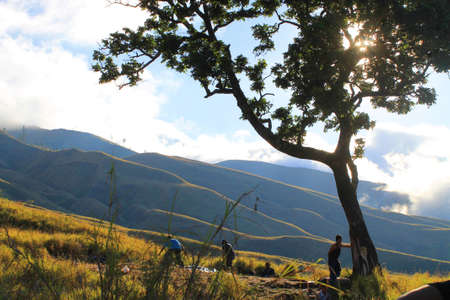 Sun shining through a treeのeditorial素材