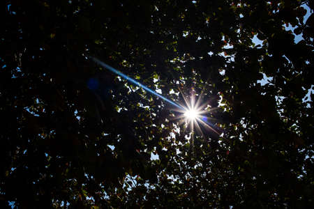 silhouette of leaf with flare from the sun, Koh Munnork Island, Thailandの写真素材