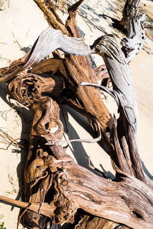 Dead tree on the beach at Koh Munnork Island, gulf of Thailandの写真素材