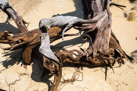 Dead tree on the beach at Koh Munnork Island, gulf of Thailand