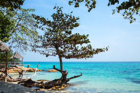 Trees on the beach at Koh Munnork Island, gulf of Thailandの写真素材