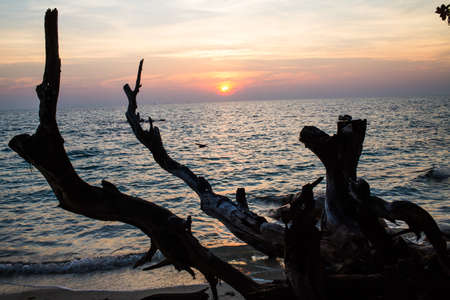 Sunrise sea with Silhouette tree , Koh Munnork Island, gulf of Thailandの写真素材
