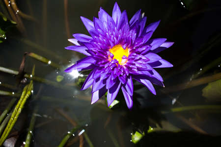 Purple lotus flower in the poolの写真素材