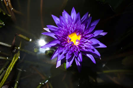 Purple lotus flower in the poolの写真素材