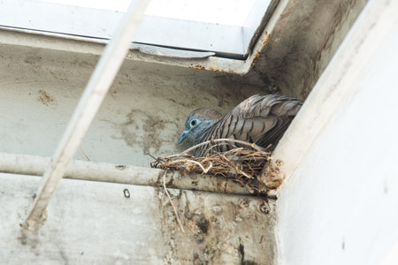 Dove or pigeon in nest on the roof