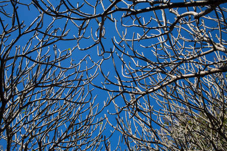 Plumeria tree without leaf on sky backgroundの写真素材
