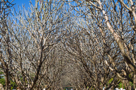 Frangipani tree tunnel, Nan province, Thailandの写真素材