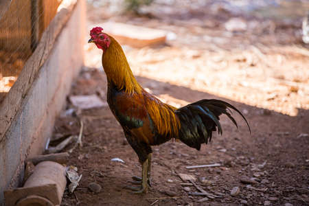 Chicken In Farm , Countryside ,Thailandの写真素材
