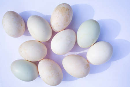 Ten duck eggs on white backgroundの写真素材