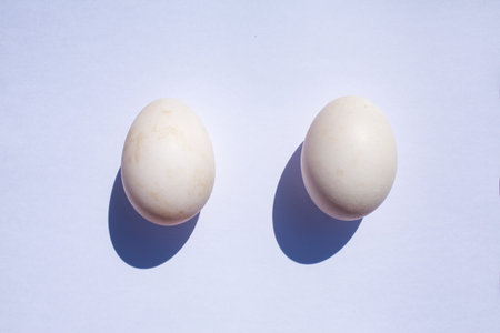 Two duck eggs on white background
