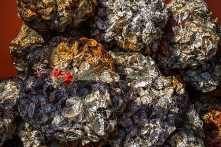 Oyster shell in plastic fishing netの写真素材