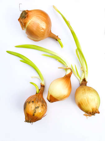 Onion growing isolated on white backgroundの写真素材