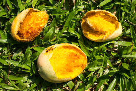 Ripe Mango bitten by squirrel on grass