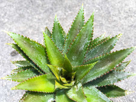 Pine apple fruit leaves on cement background, Close upの写真素材