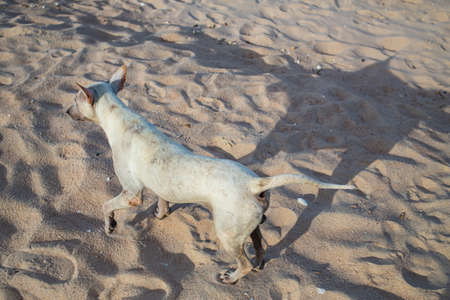 White thai dog walking on the beach, thailandの写真素材