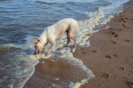 White thai dog biting used plastic glass on  Dirty Sea foam or Whipping cream ocean, Pollution of environmentの写真素材