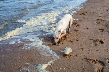 White thai dog digging sandy beach, Dirty Sea foam or Whipping cream ocean, Used plastic glass, Pollution of environmentの写真素材