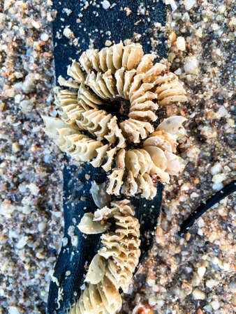 Broken shells with Used black plastic net on the beach, Beach pollutionの写真素材