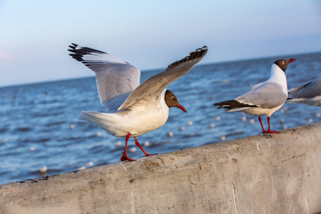 Two Seagulls flying and standing at Sukta Bridge, Bangpu, Samut Prakan, Province, Thailand, Larus brunnicephalus, Close up shot, Select focus, Birds photography travelの写真素材