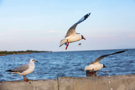Seagulls standing and flying at Sukta Bridge, Bangpu, Samut Prakan, Province, Thailand, Larus brunnicephalus, Close up shot, Select focus, Birds photography travelの写真素材